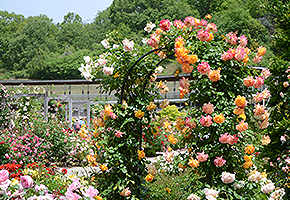 花フェスタ記念公園